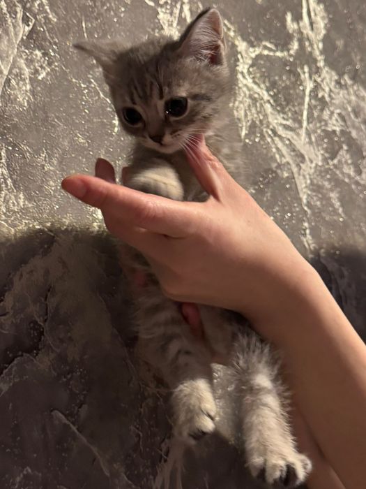 Котята скотиш фолд