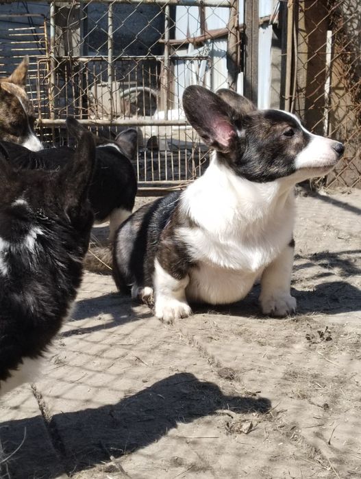 Мальчик вельш корги кардиган