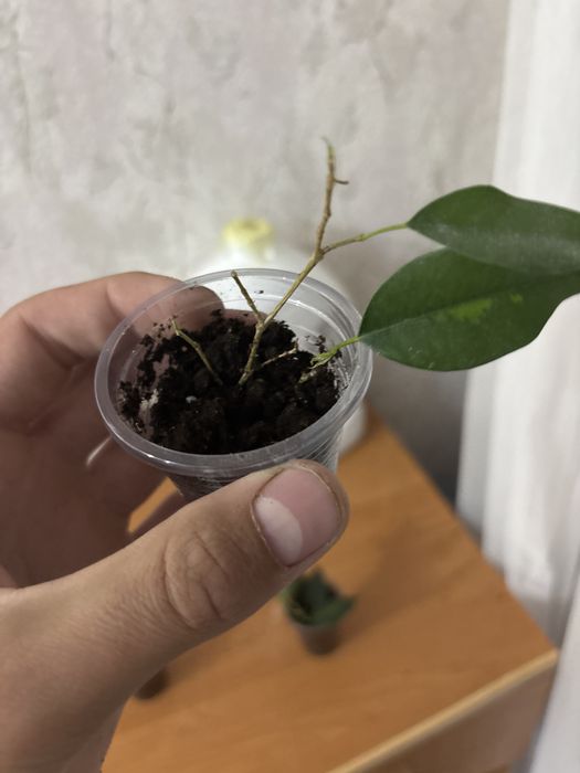 Фикус  бенджамина