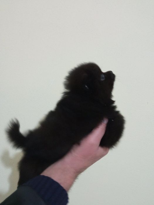 Мини померанчета на 55 дни с паспорт, обезпаразитени и първа ваксина