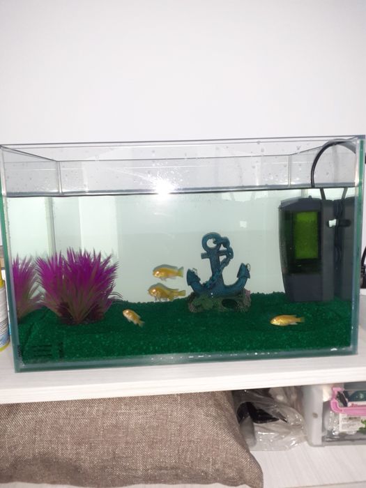Set complet de acvariu cu pești