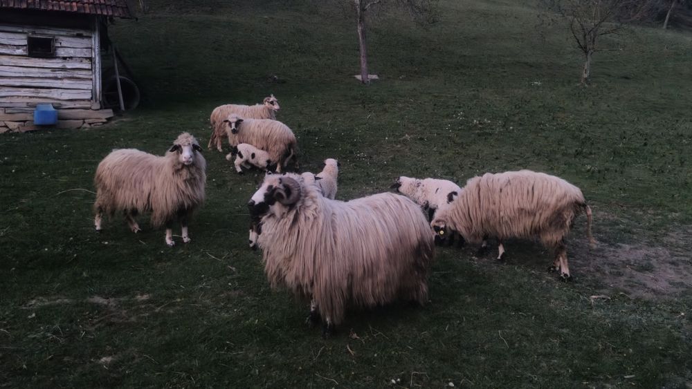 Vând 4 oi și un berbec