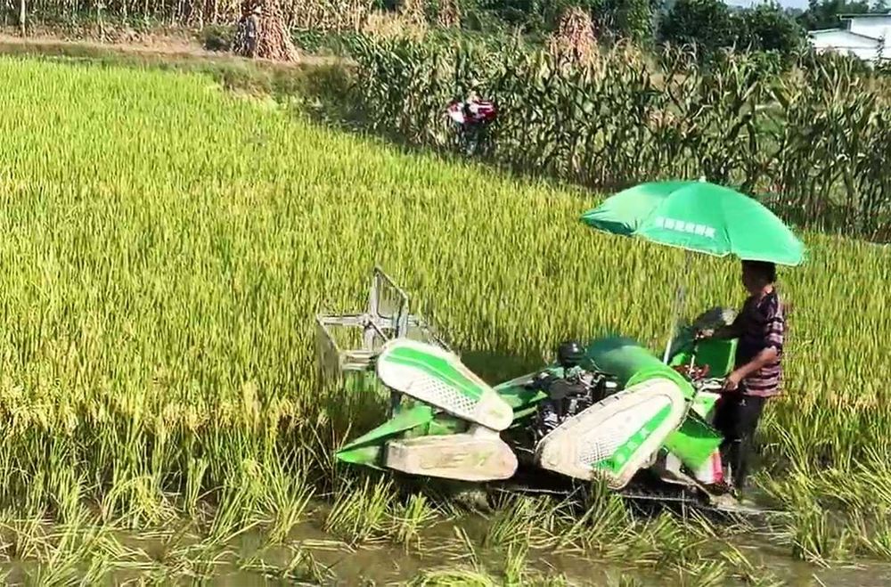 Нов комбиниран комбайн за жито и оризови култури REM-1.0C -EURO 5