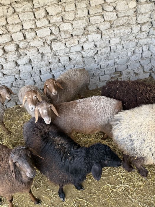 Quy Arishion Srochna 4 ta