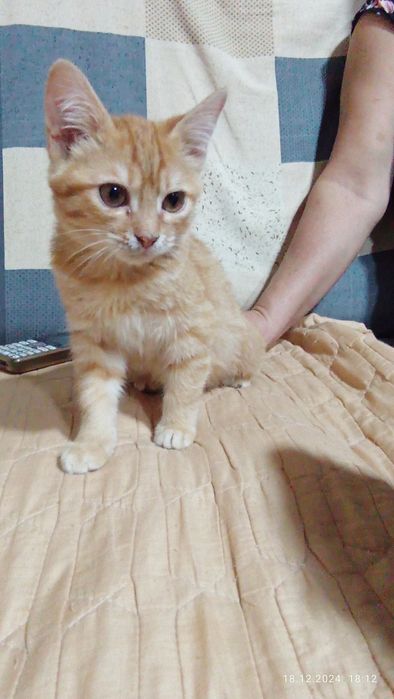 Домашнее котят отдам на хорошей руки
