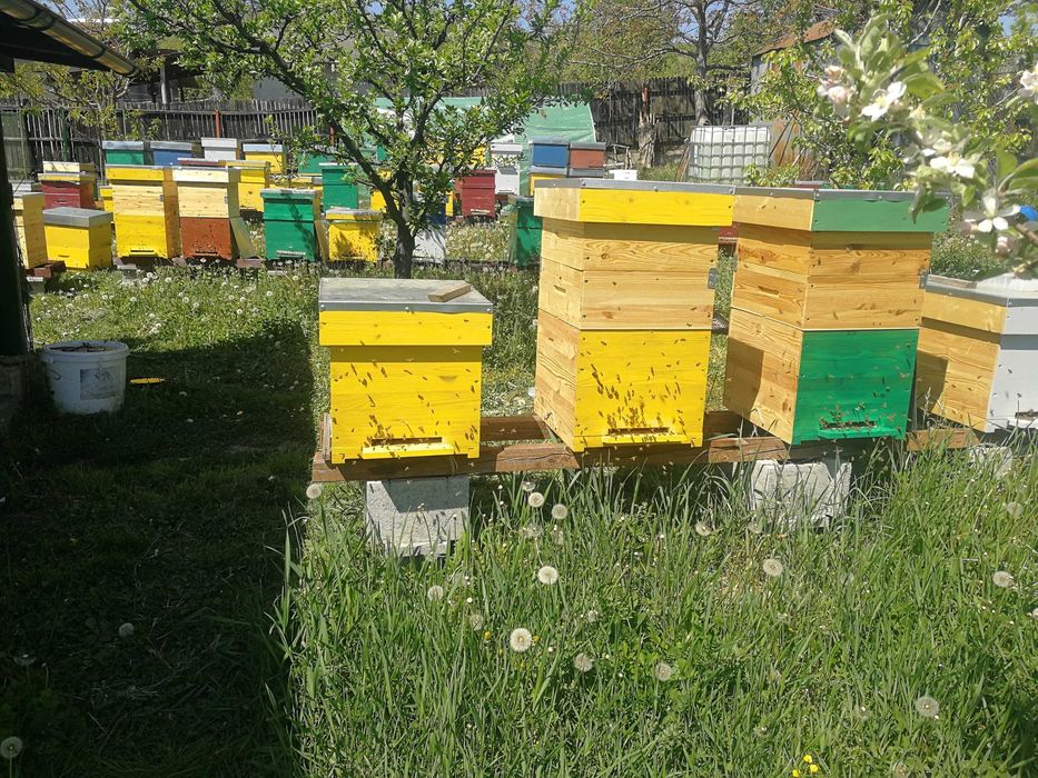 Vand miere salcam bio