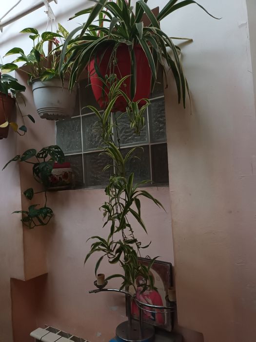 Plante de apartament