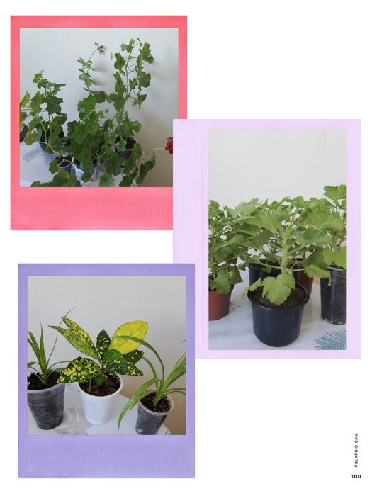 Цветы от 500тенге до 1000тен.ге