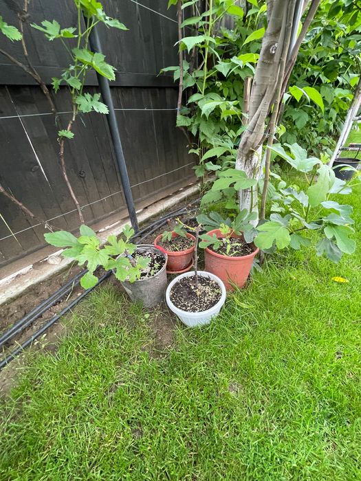 Ficus , pui de smochin , flori , muscate