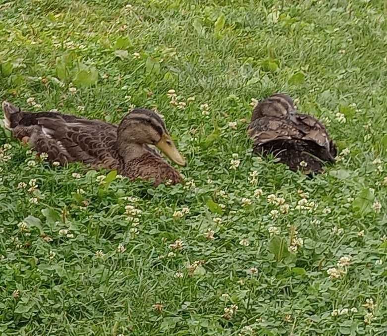 Rațe alergătoare indiene – combat natural melcii limax – 2025