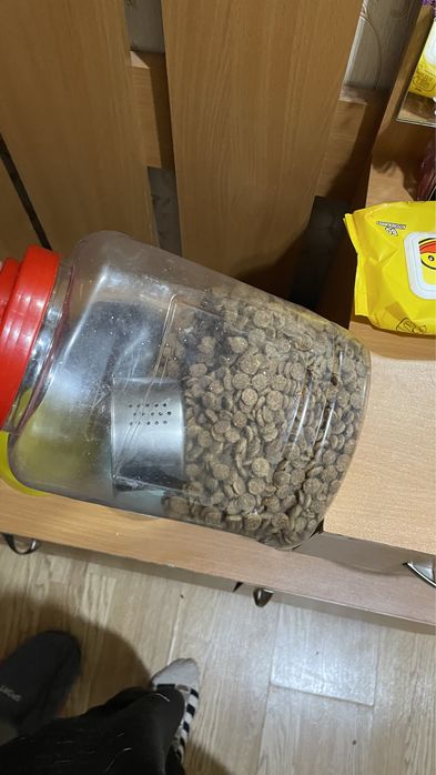 Товары для кошек астана