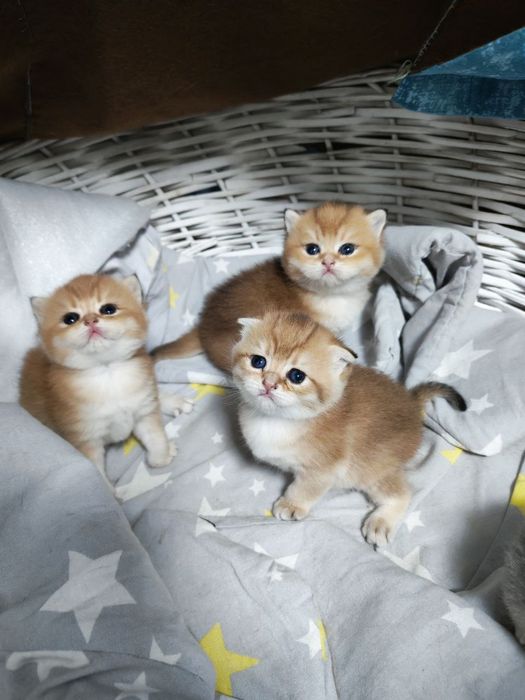 Чистокровные малыши от правильной вязки