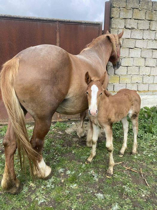 Vand iapa 10 ani cu manz !