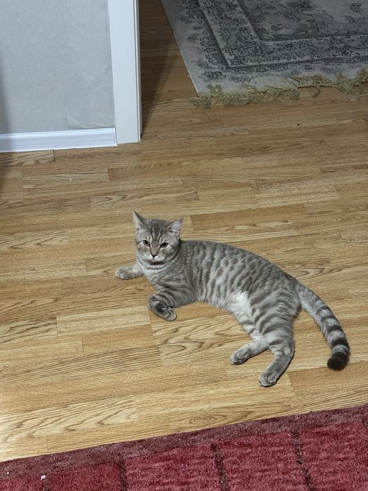 Отдаем кота в добрые руки