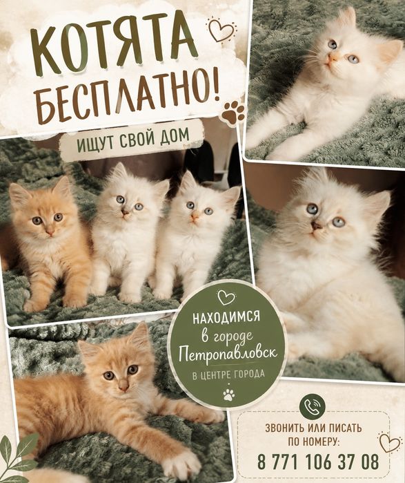 Трое Котят Петропавловск
