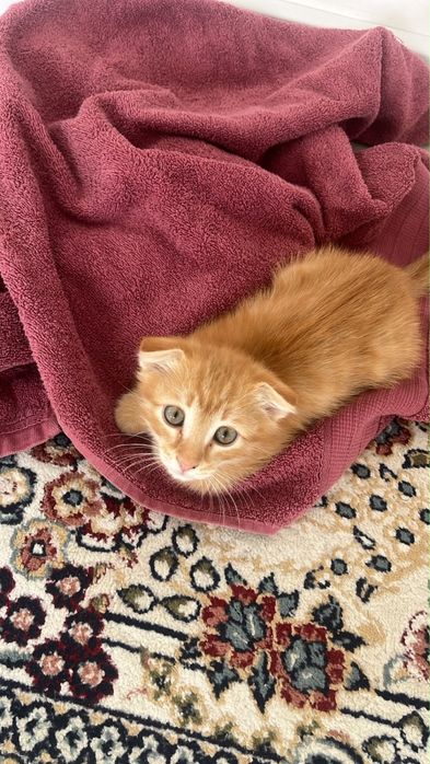 Потерялся котенок!!