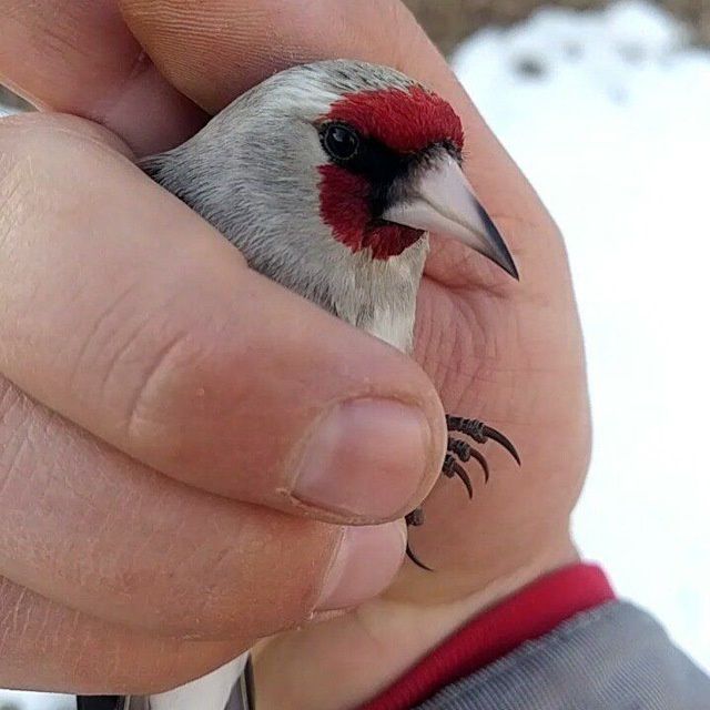 Kokil norchi qora shaq shaq bulbul repl chij har xil turdagj quw bor