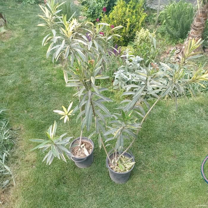 Олеандр вариегатный (Nerium oleander variegata) — 120 см