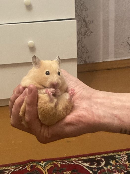 Продам хомяка девочку