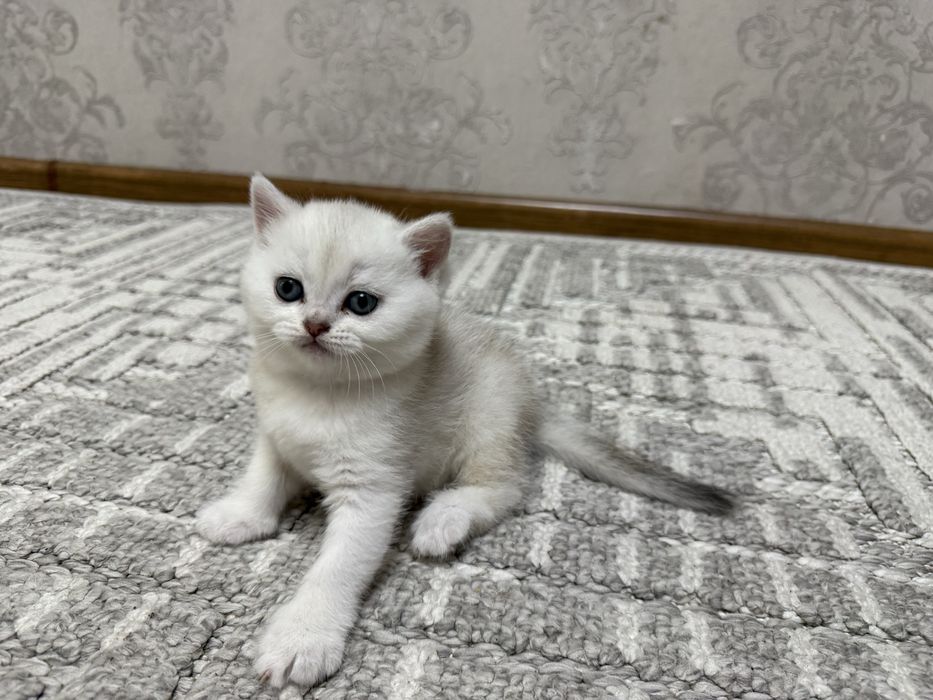 Продаются котята британской шиншиллы