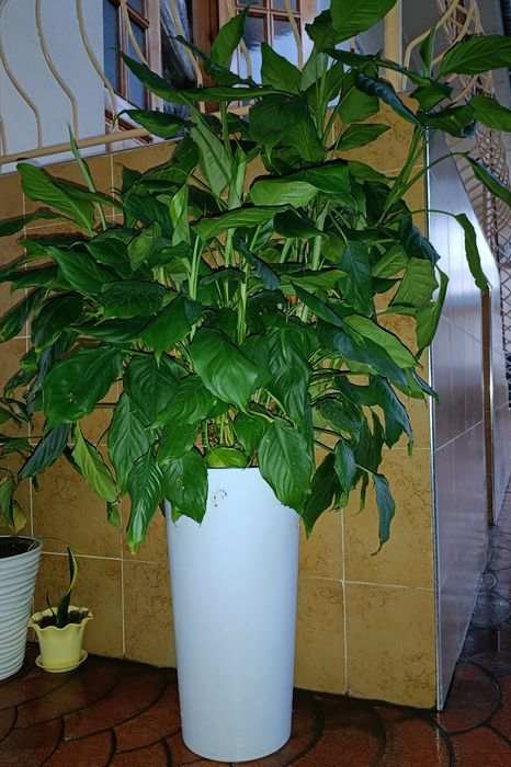 Spathiphyllum guli