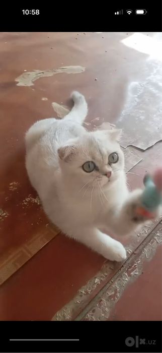 Mushukcha srocni sotiladi toza zotli