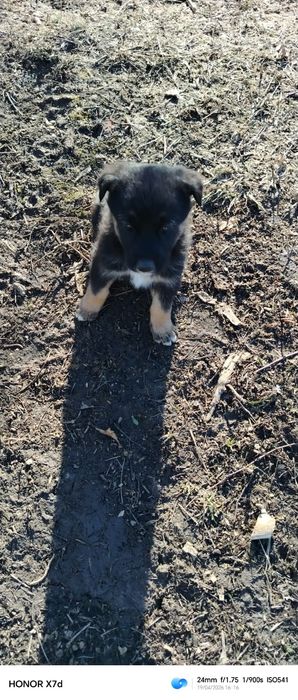 Щенята породы тазы