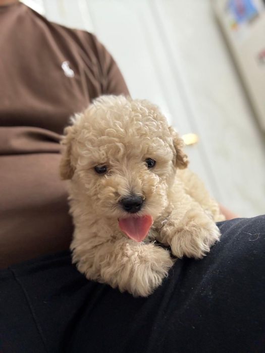 Продам Мальтипу Ф1