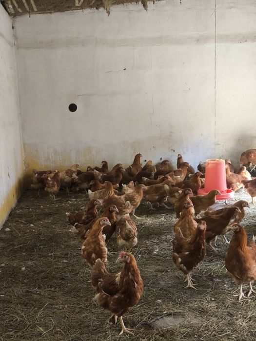 Куры ломан браун