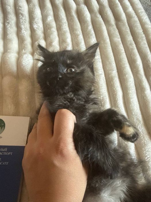 Продам котят в хорошый руки