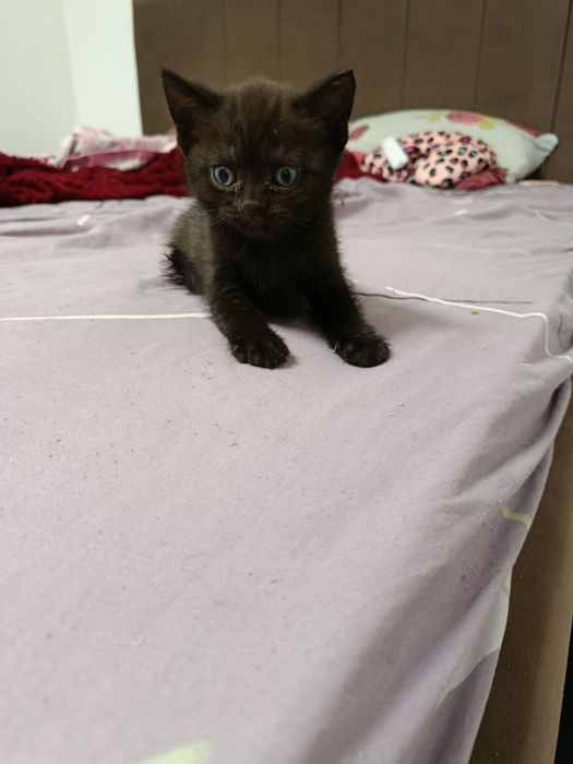 Продаются котята