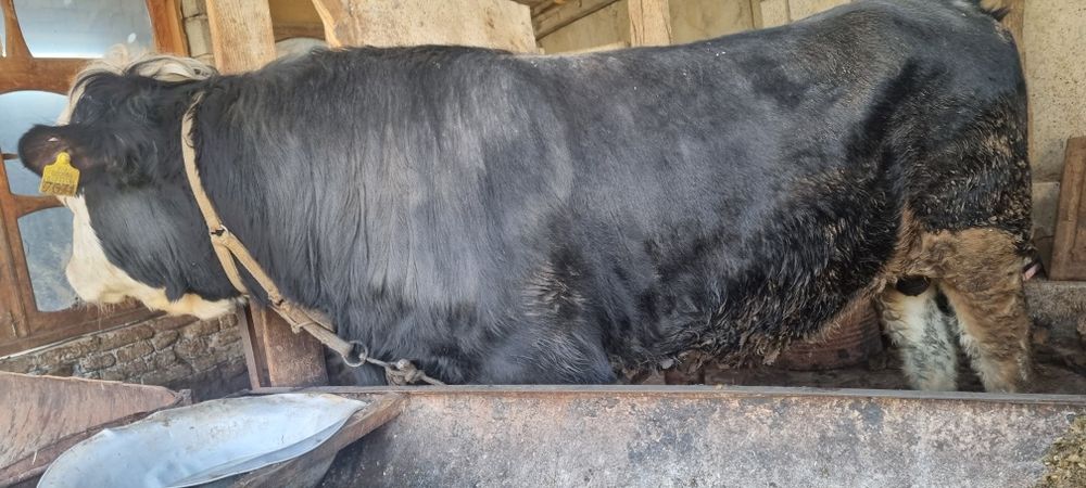 Парода мол сотилади