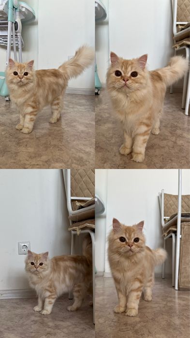 Кошка  молодая