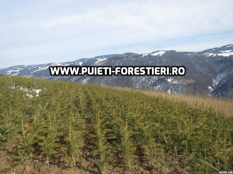 Puieti molid (Picea abies) radacina nuda- apti de plantat