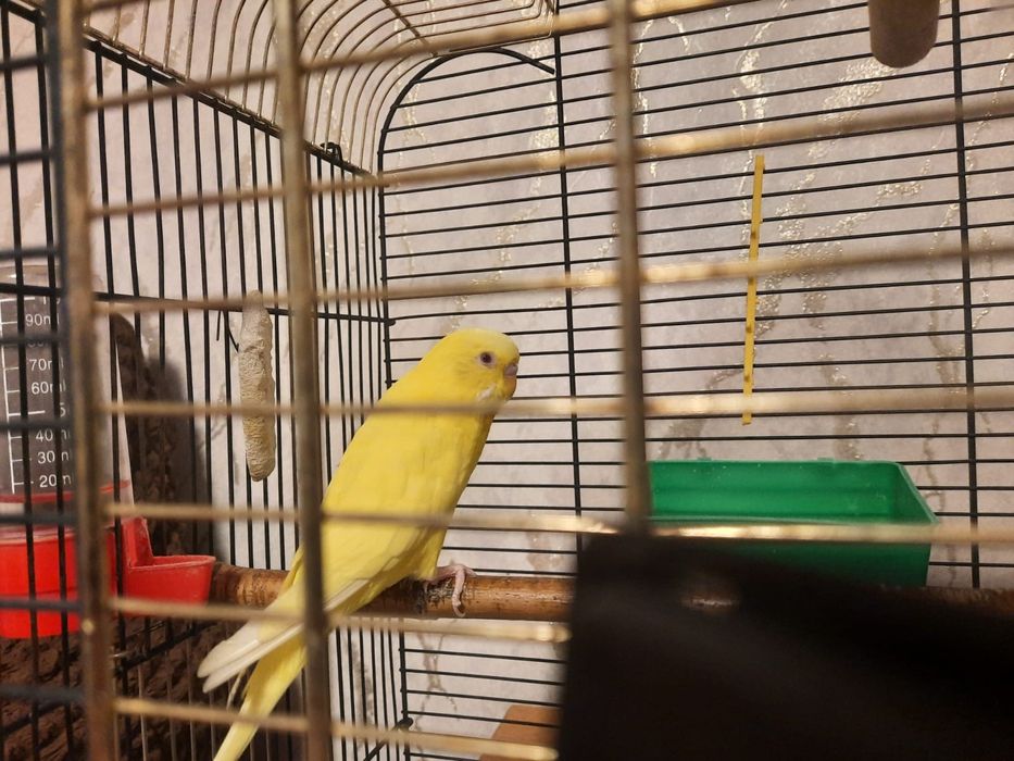 Домашний попугай