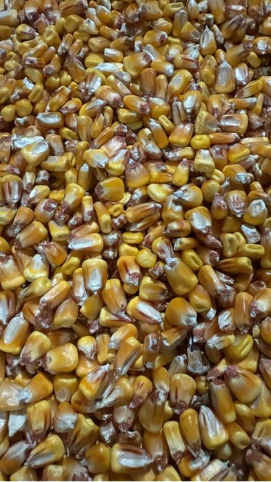 Porumb boabe recolta 2025