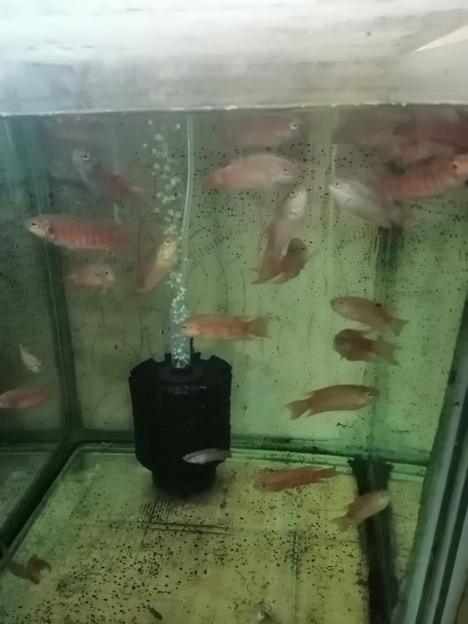 Декоративни рибки