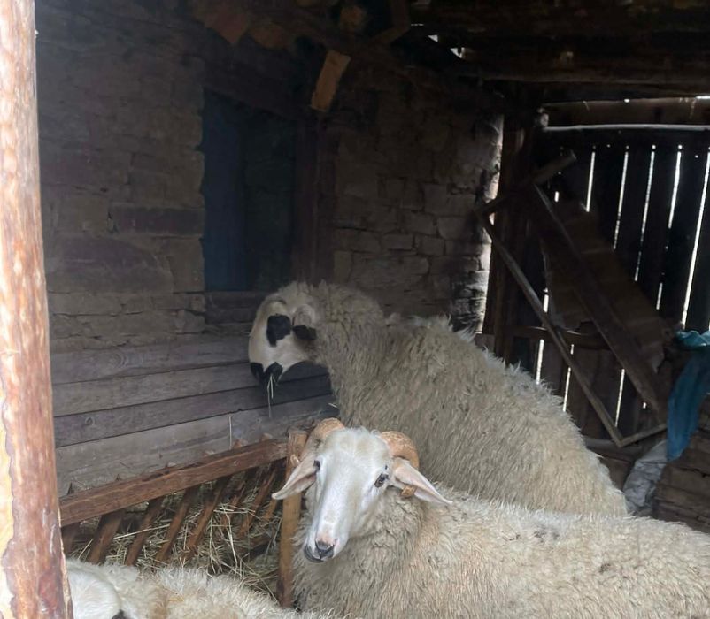 Продавам 2 коча на 8 месеца