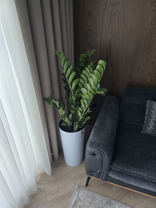 Голландия ва хитой гуллари