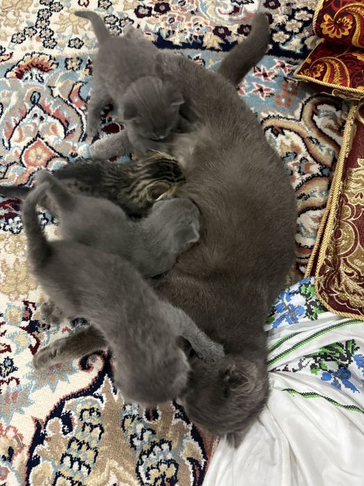 Продаются котёнок