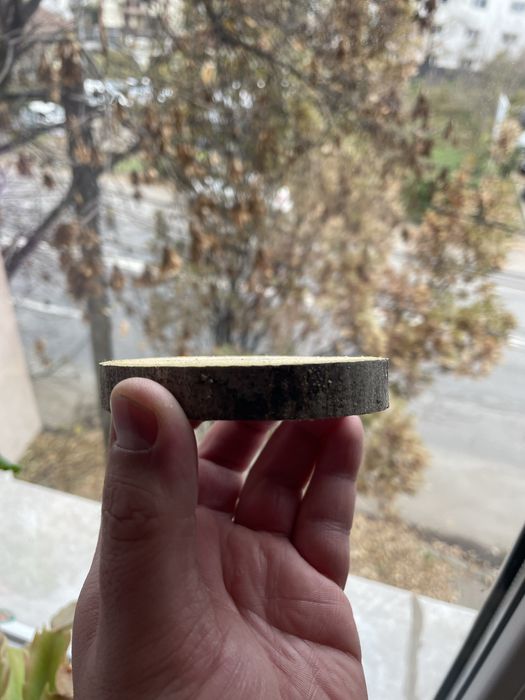 Rondele felii de lemn esenta tare decorativ didactic