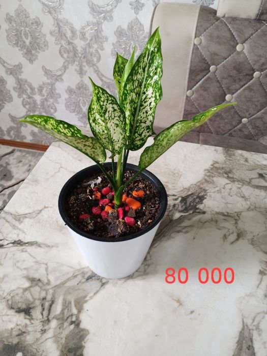 Продаются цветы комнатные.
