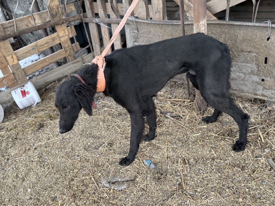 1.5 жасар тазы ауызданган