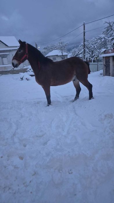 Vind sau schimb cal de 9ani înălțime 1,68 garantat  la tras