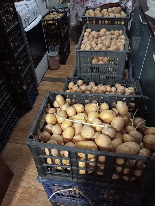 Продам картофель