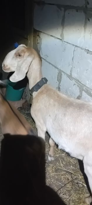 AnglonubianȚap și două capre