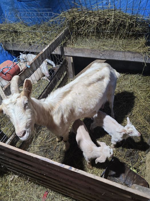 Capra de 4 litri de lapte