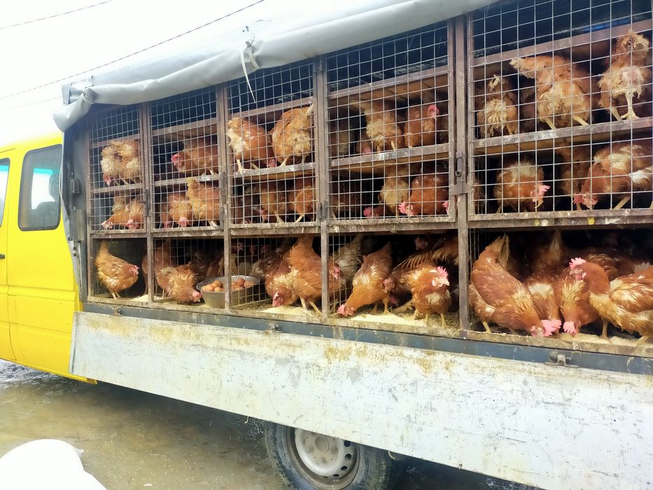Fermierul din iasi Pui zburati vindem calitate nu cantitate!