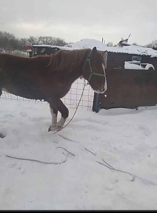 Продам тай привезен с Актобе (Кандыагаш)