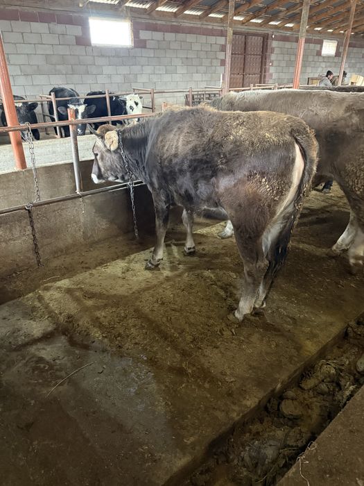 Продам телку 1,9 года алатауская